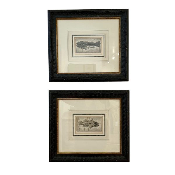 Pair of Framed Fish Etchings