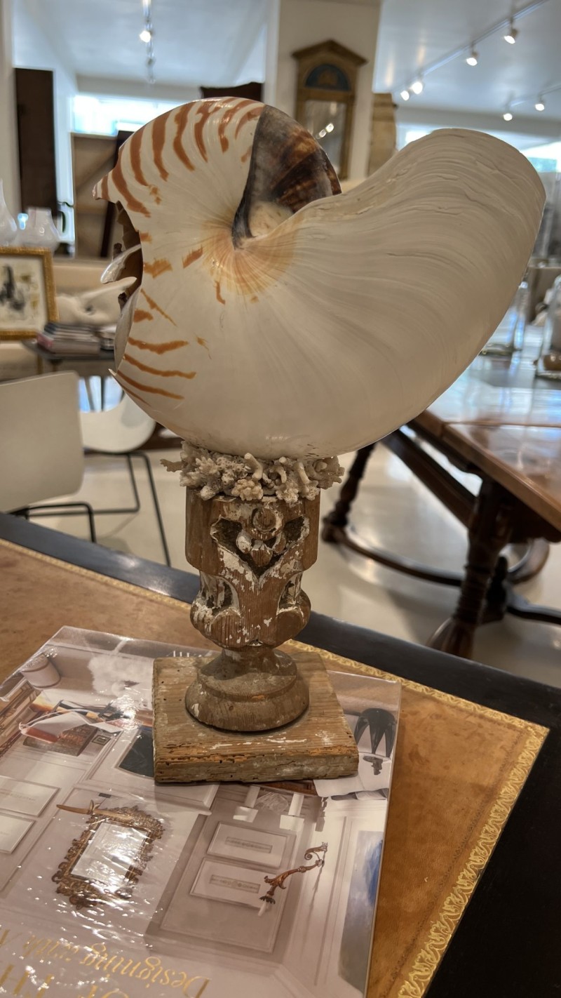 Shell on 18th Century Fragment Pedestal - Image 2