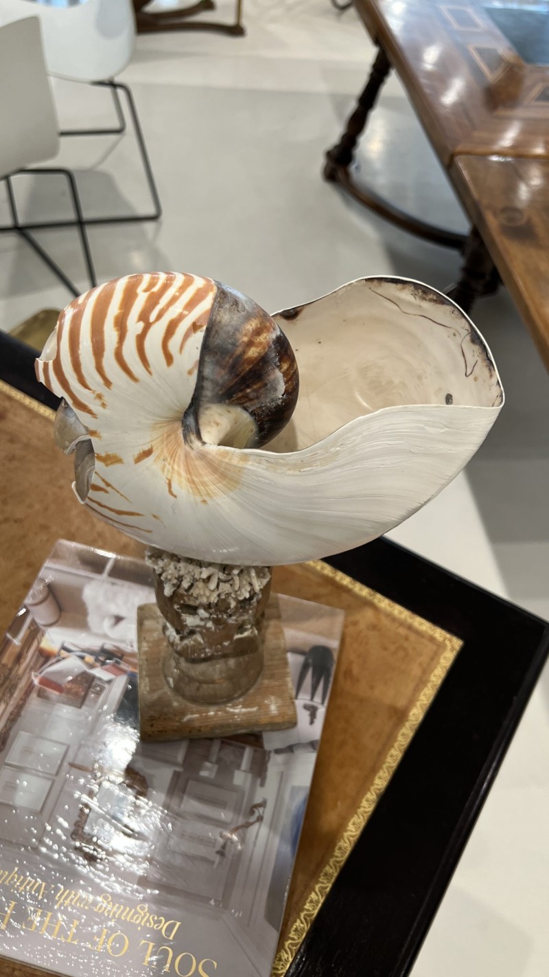 Shell on 18th Century Fragment Pedestal - Image 3