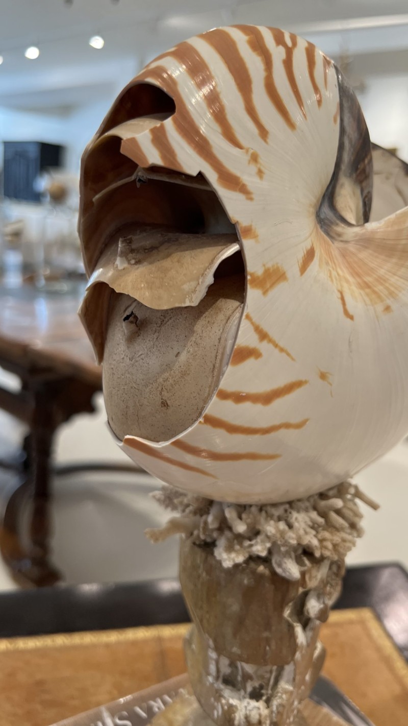 Shell on 18th Century Fragment Pedestal - Image 4