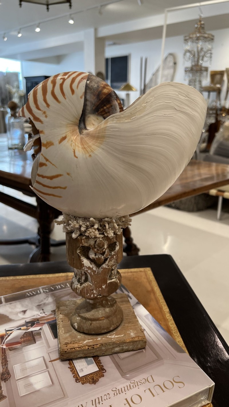 Shell on 18th Century Fragment Pedestal - Image 6