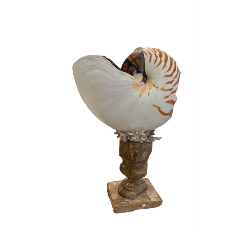 Shell on 18th Century Fragment Pedestal