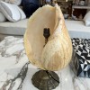 French Mid-Century Shell Lamp - Image 2