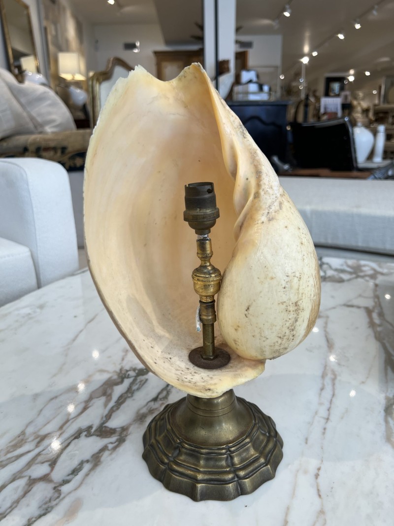 French Mid-Century Shell Lamp - Image 5