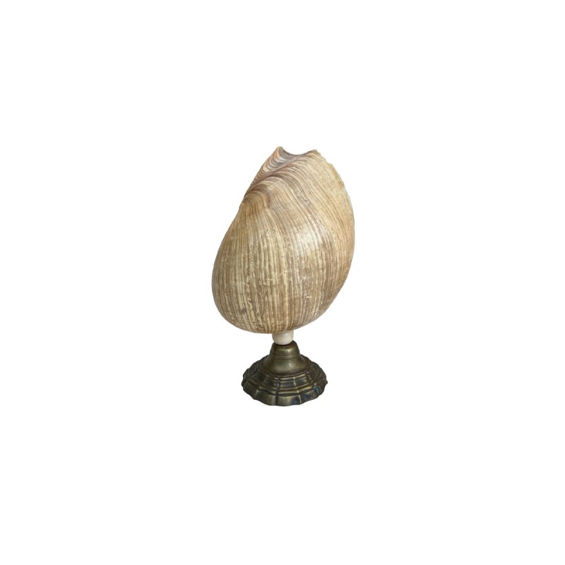 French Mid-Century Shell Lamp