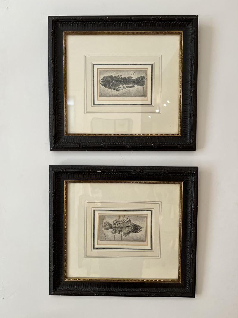 Pair of Framed Fish Etchings - Image 2