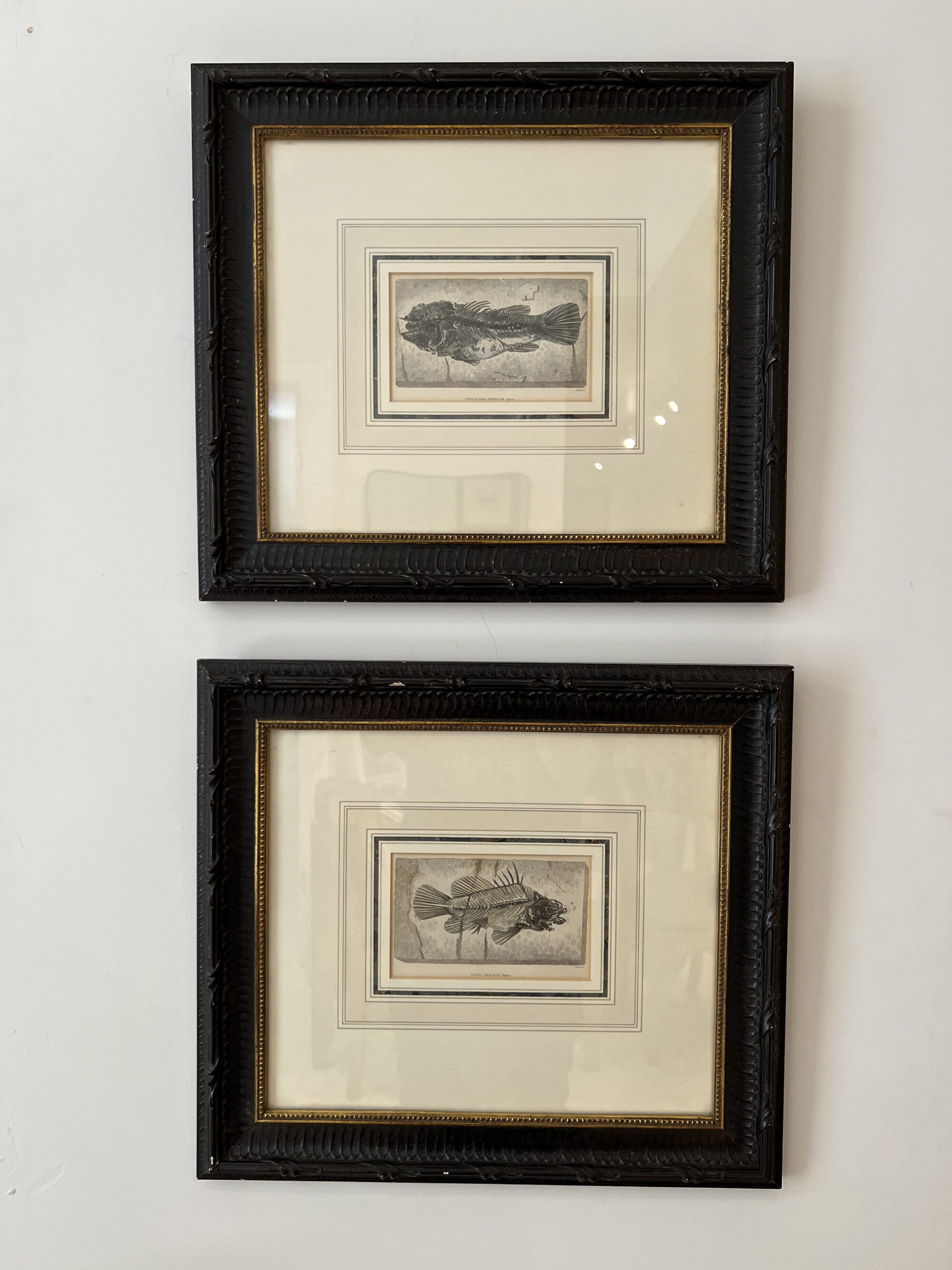 Pair of Framed Fish Etchings - Image 2