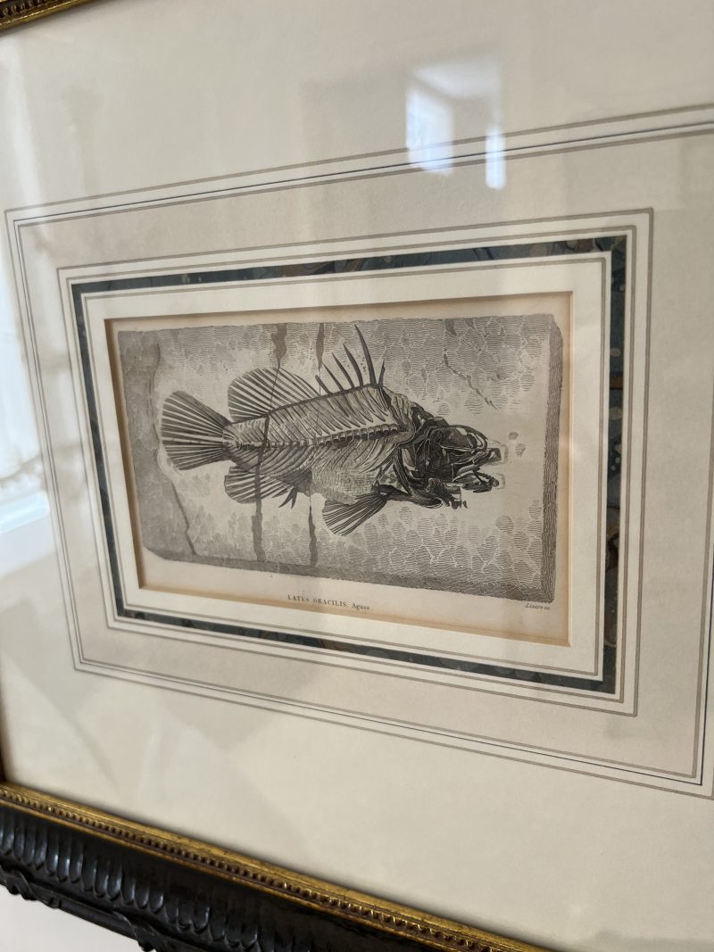 Pair of Framed Fish Etchings - Image 7