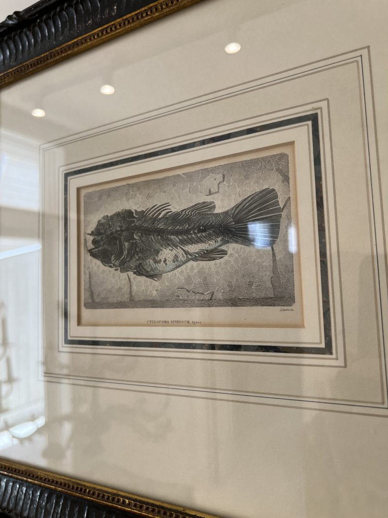 Pair of Framed Fish Etchings - Image 5